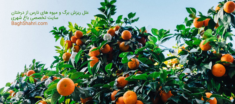 علل ریزش برگ و میوه های نارس از درختان